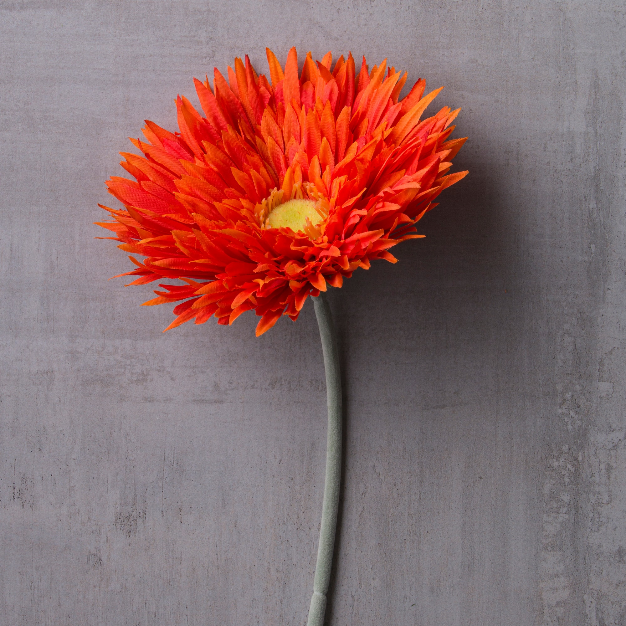 12 Pack: Orange Spider Gerbera Daisy Spray by Ashland®